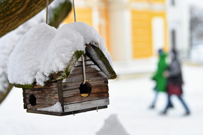 Москвичи могут помочь птицам с кормушками и едой