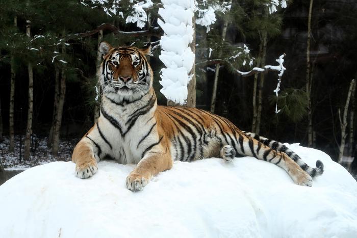 Мёртвого тигра обнаружили в Хабаровском крае: хозяин Тайги умер около села Арсеньево
