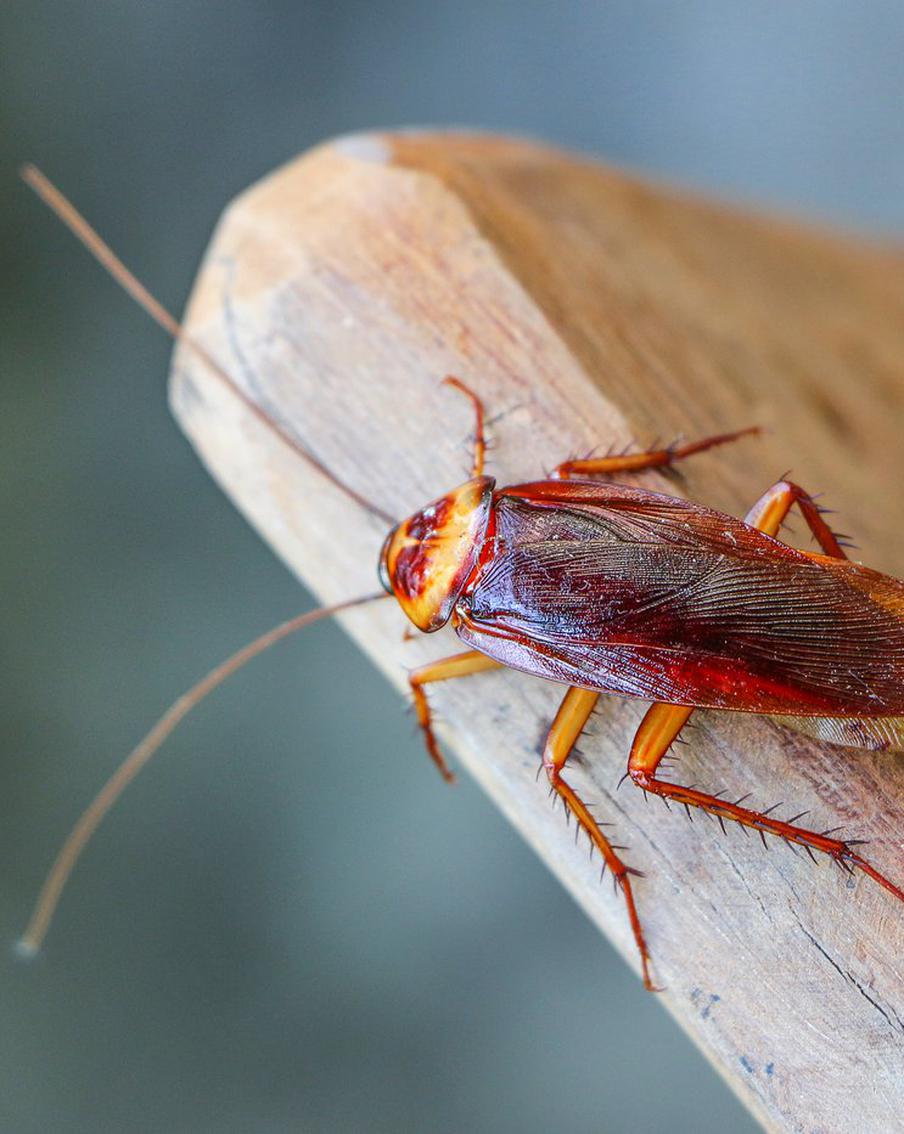 Именем бывшего можно назвать таракана: увлекательные сюрпризы ко Дню Влюблённых