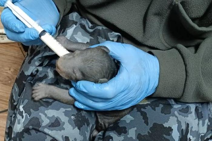 В Приморье спасают трёх гималайских медвежат