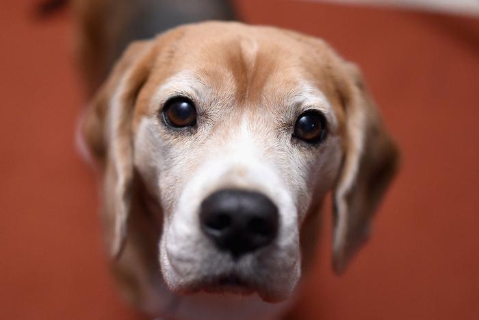 Бешеные собаки не покусают: в Москве открываются новые пункты вакцинации животных