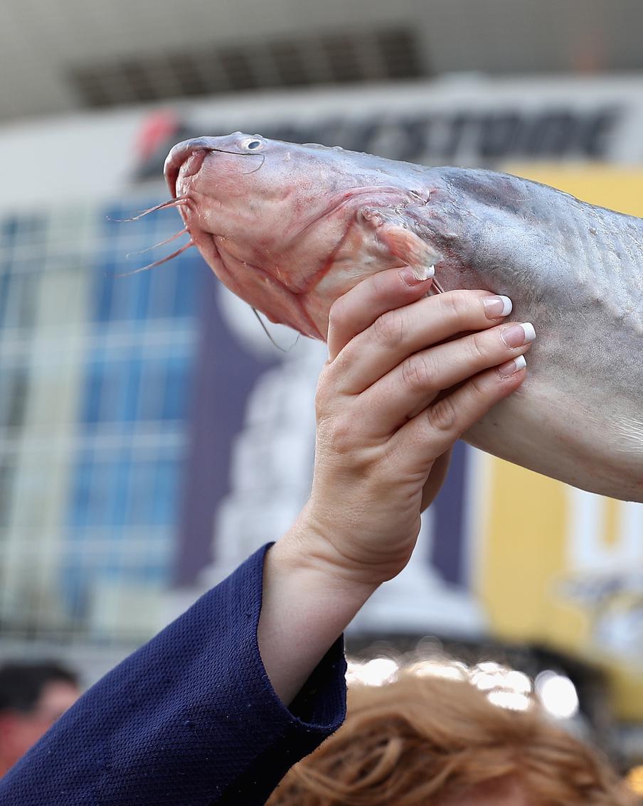 Что за аллигатор этот сом: американские учёные внедрили рыбе ДНК пресмыкающегося