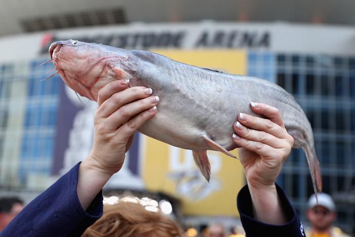 Что за аллигатор этот сом: американские учёные внедрили рыбе ДНК пресмыкающегося