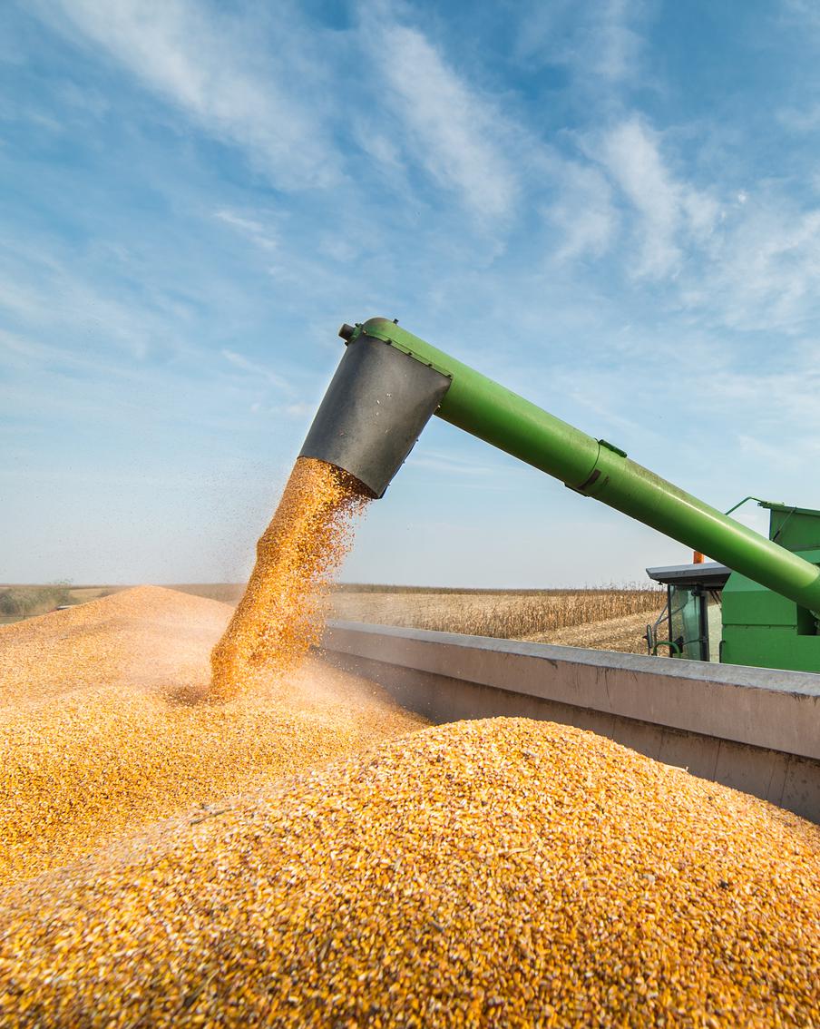 Не всё коту масленица: урожай зерна в России в этом году не будет рекордным