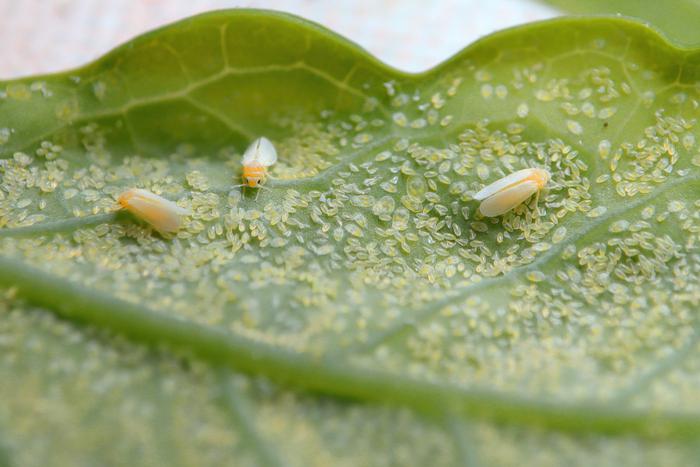 Вредоносную табачную белокрылку выявили в ходе фитосанитарного контроля в Подмосковье