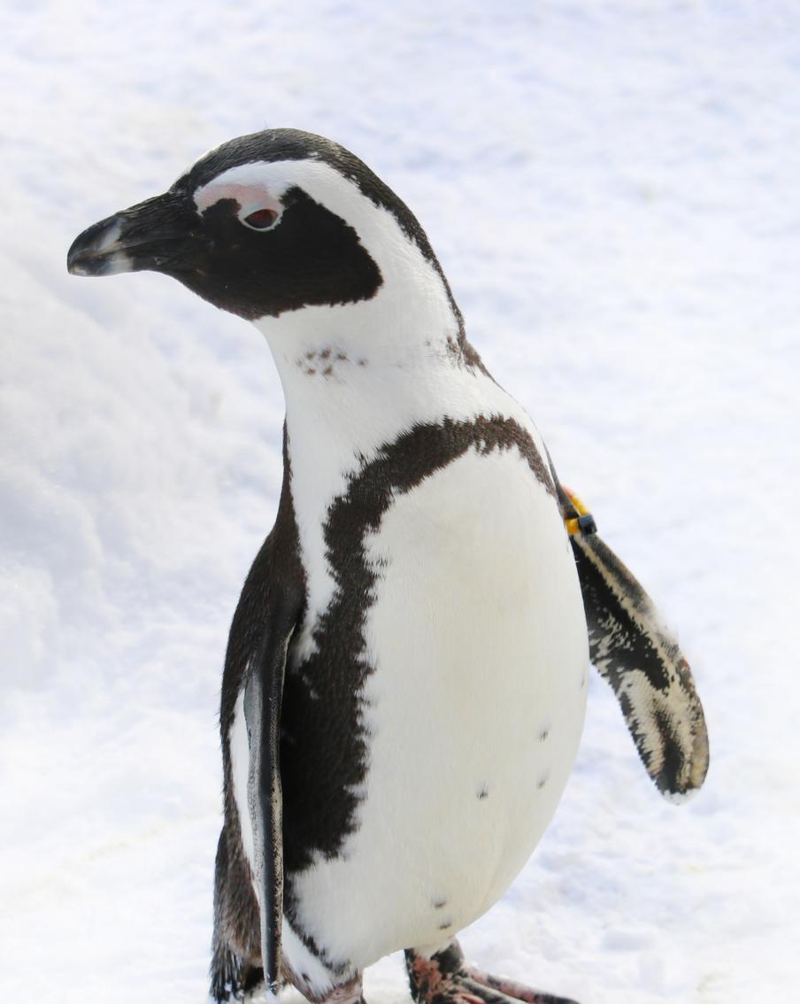 В Новой Зеландии нашли огромного пингвина