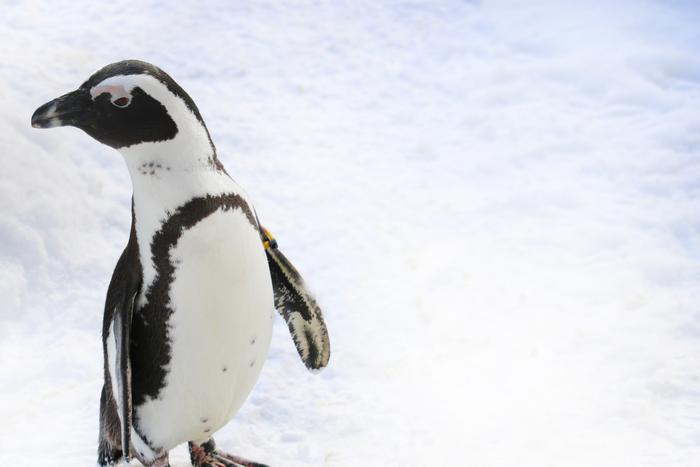 В Новой Зеландии нашли огромного пингвина