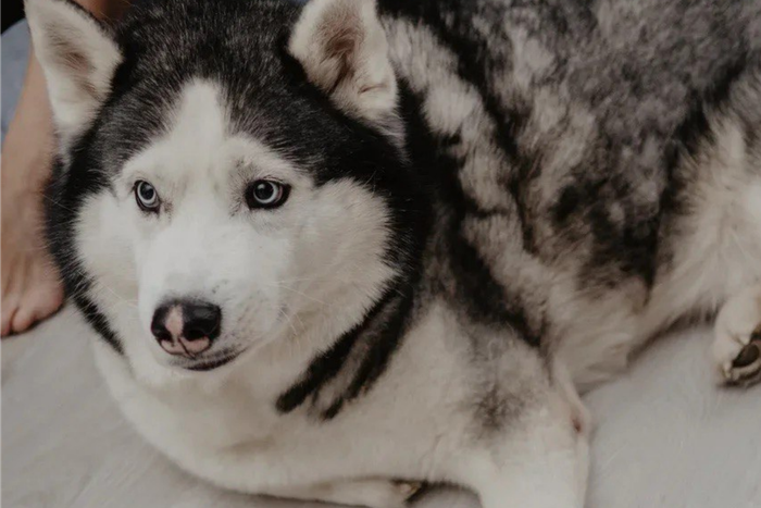 Хаски волком воют, а бультерьеры с ума сводят: какие сюрпризы готовят своим владельцам "модные" собаки