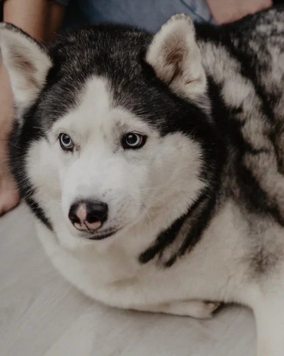 Хаски волком воют, а бультерьеры с ума сводят: какие сюрпризы готовят своим владельцам "модные" собаки