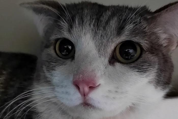 Кота Митю, спасённого после взрыва в новосибирской пятиэтажке, прооперировали