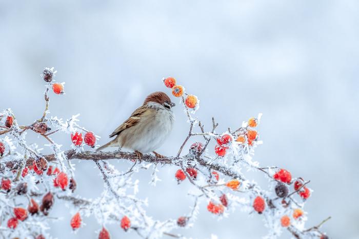 Учёные выяснили, стоит ли подкармливать птиц холодной зимой