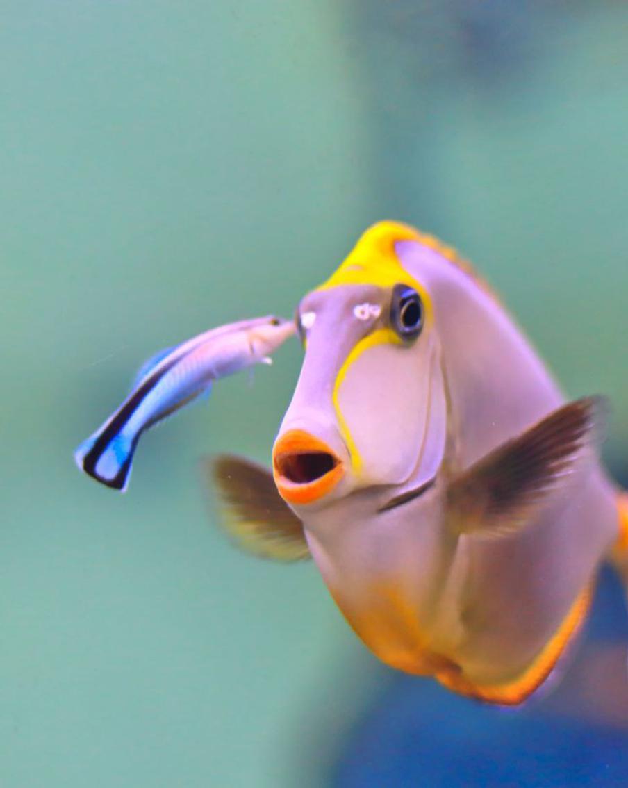 Рыба губан-чистильщик узнаёт себя в зеркале