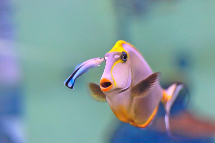 Рыба губан-чистильщик узнаёт себя в зеркале