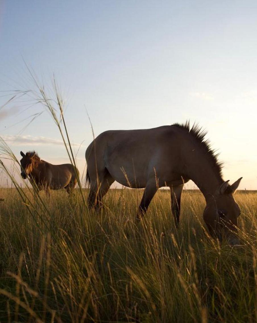 Беззаветно любить могут не только люди. Доказательства в нашем материале