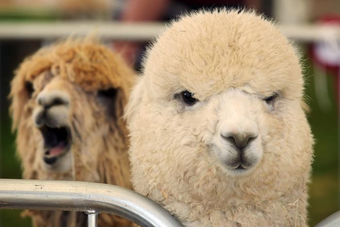 Сотрудники Московского зоопарка спасли малыша альпака