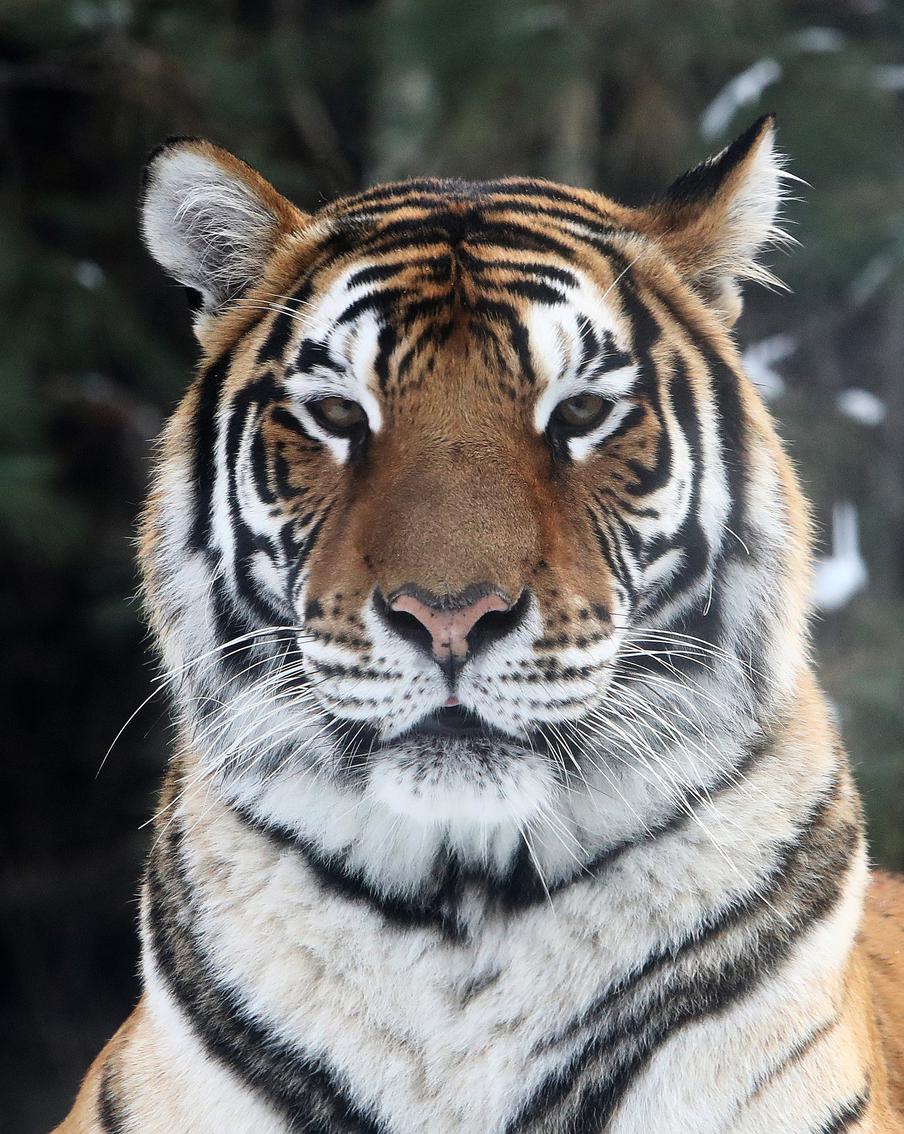 Очередное нападение амурского тигра на человека произошло в Хабаровском крае