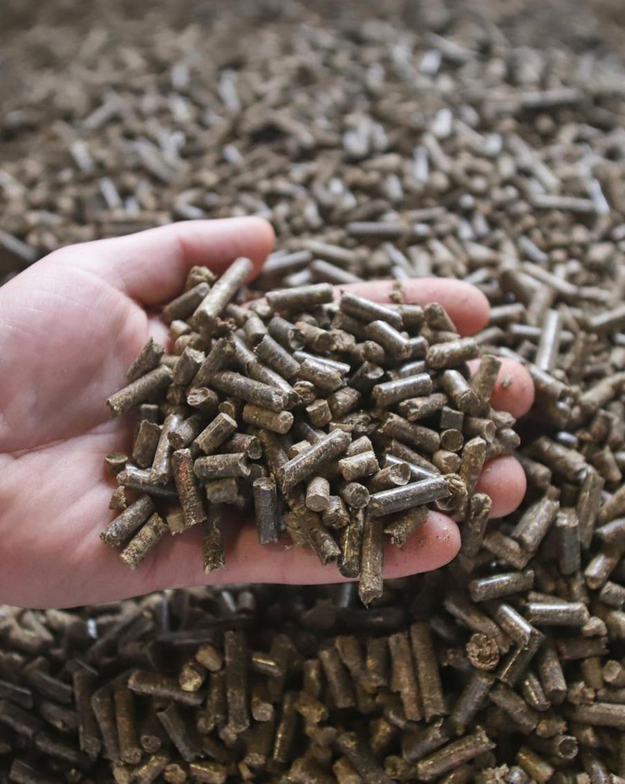 Президент пошёл навстречу лесу: Россия перейдёт на генерацию тепла и электричества из дерева