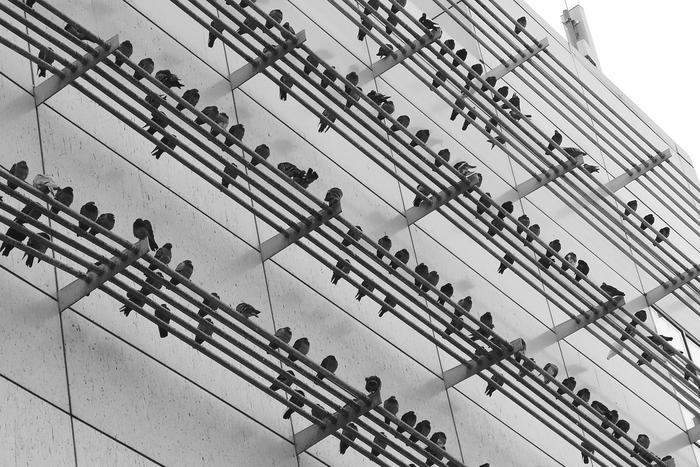 "Голубиные ноты" вдохновили композиторов. Фотография превратилась в музыку