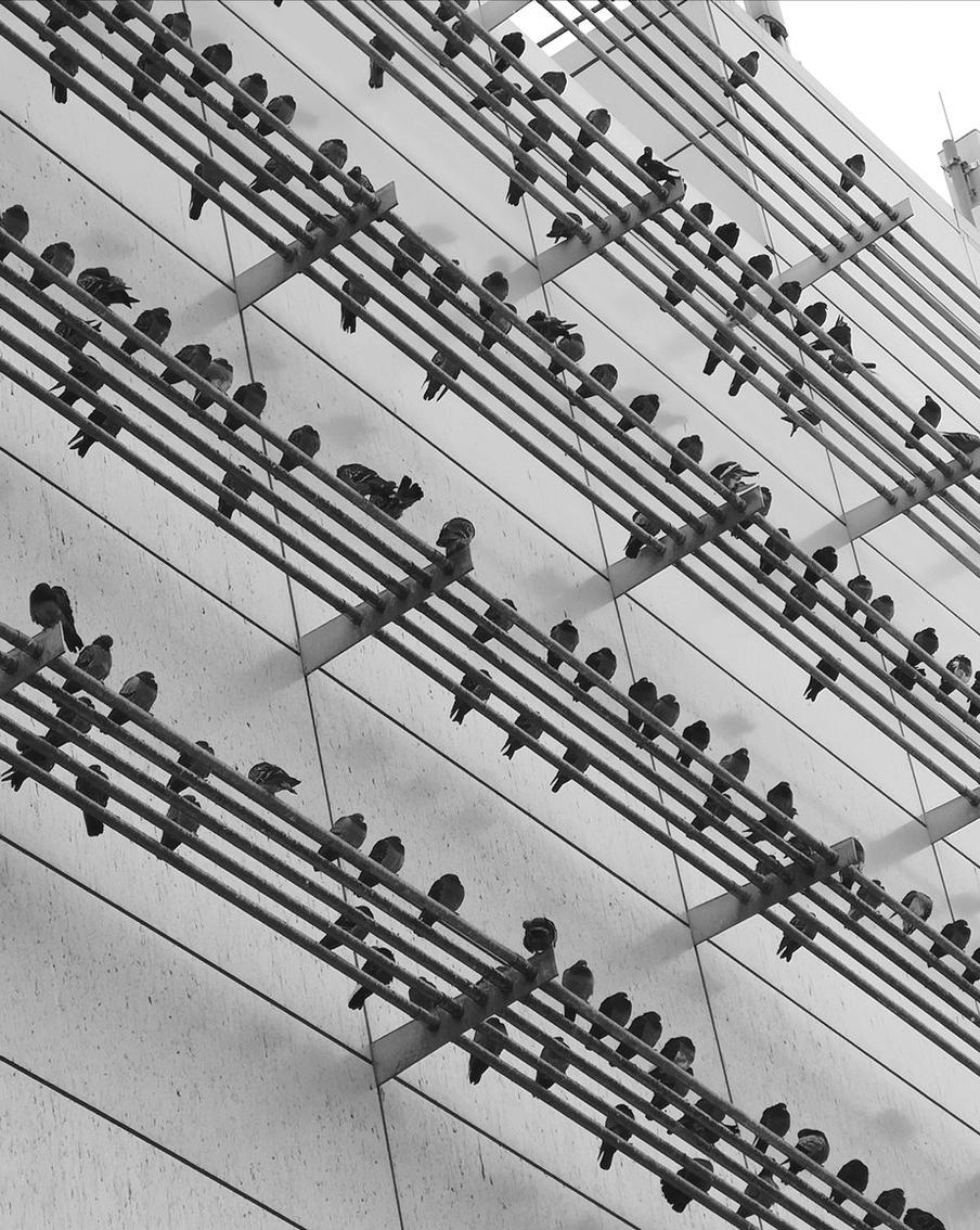 "Голубиные ноты" вдохновили композиторов. Фотография превратилась в музыку