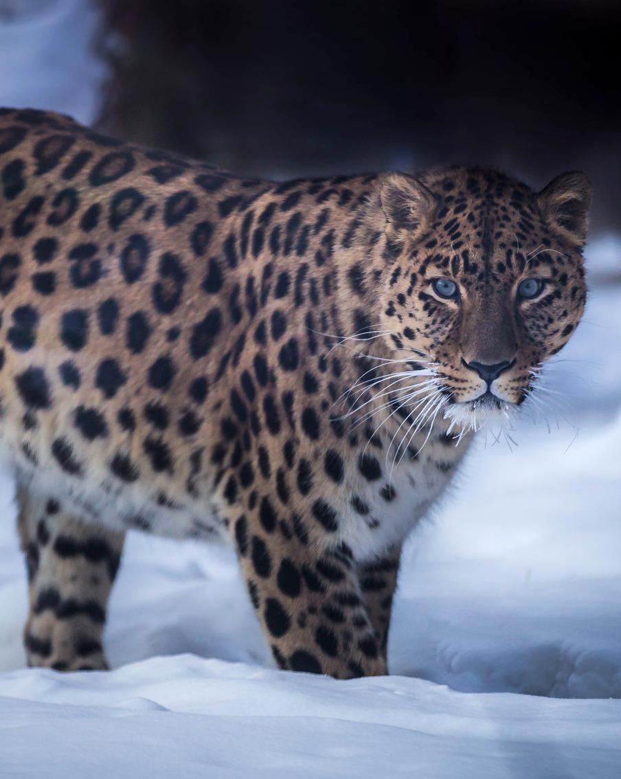 Папа римский получил почётный титул в Приморском национальном парке "Земля леопарда"