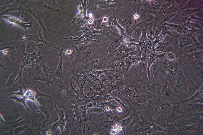 Учёные научились контролировать поведение бактерий при помощи света