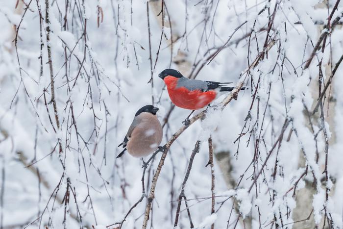 Акция по помощи птицам продлится в Москве до конца февраля
