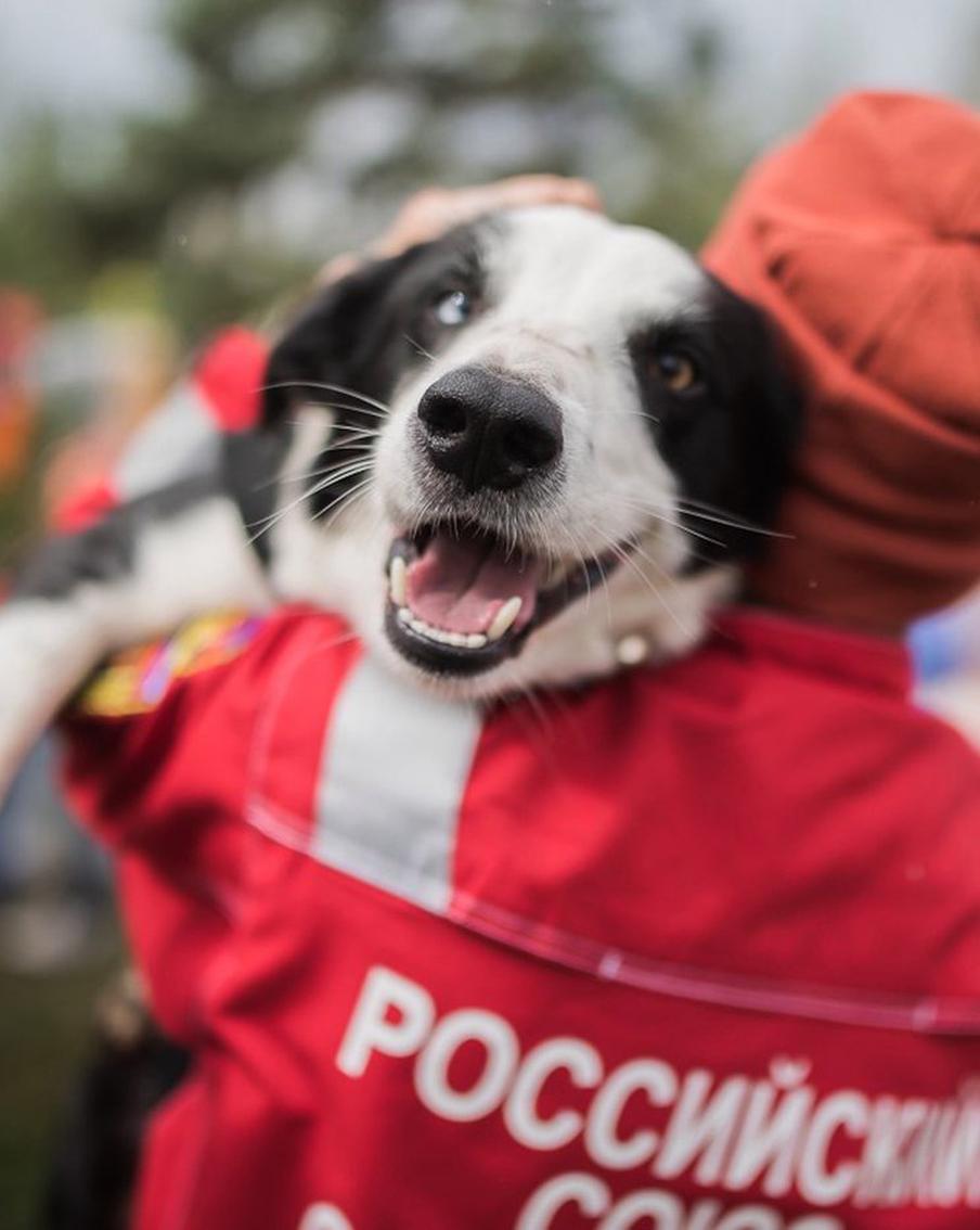 "Сначала было тревожно, а потом радостно": Собака из Уфы спасла людей под завалами в Турции