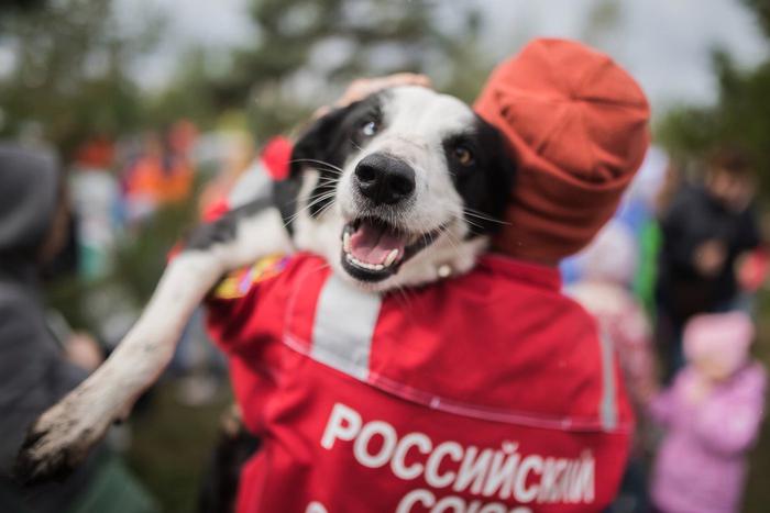 "Сначала было тревожно, а потом радостно": Собака из Уфы спасла людей под завалами в Турции