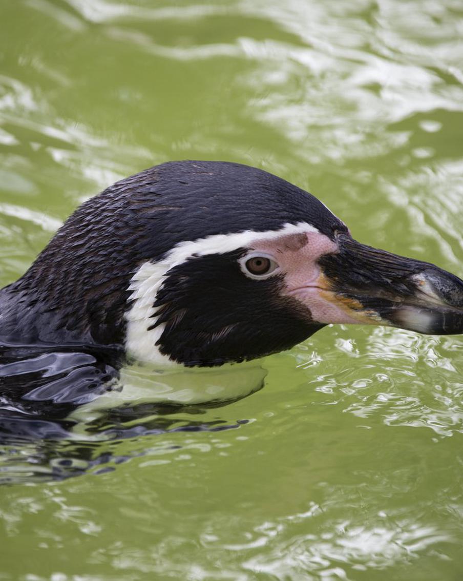 В Московском зоопарке родились пингвинята Гумбольдта