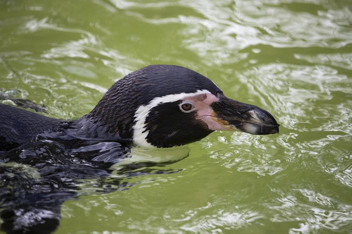 В Московском зоопарке родились пингвинята Гумбольдта
