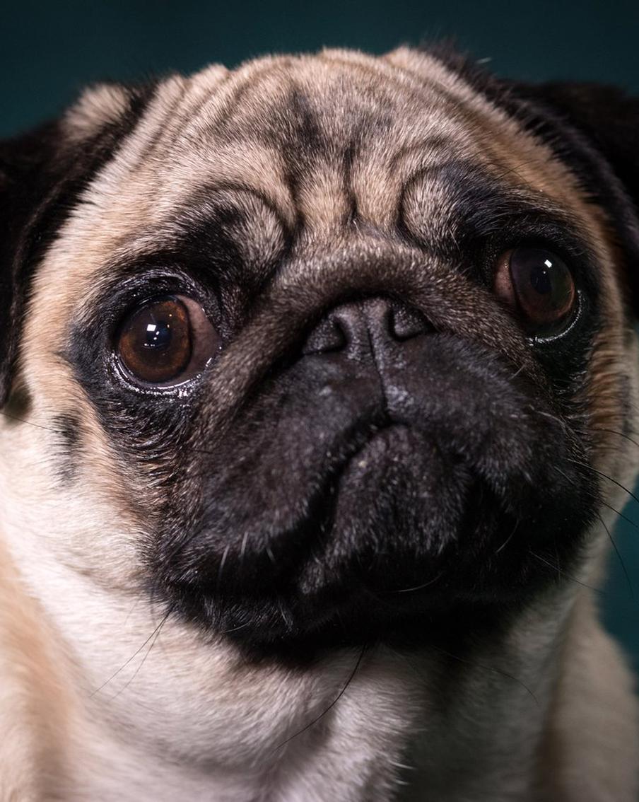 Мопсы уйдут с английских открыток, чтобы снизить спрос на породы со слабым здоровьем