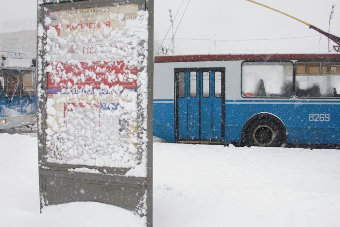 Двух лошадей ударило током в центре Москвы: одну из них смертельно