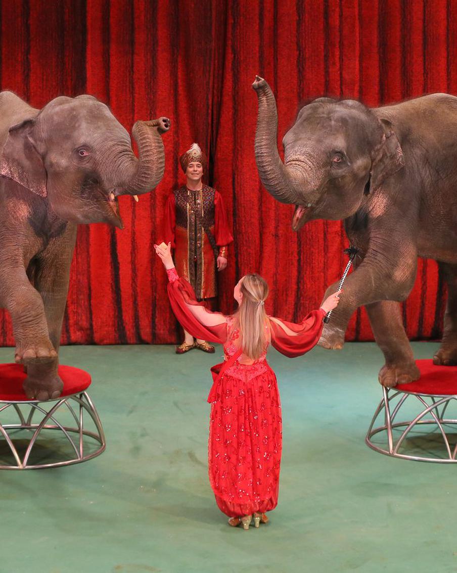 Как слонята из Мьянмы стали московскими артистками и завоевали успех на подмостках театра "Уголок дедушки Дурова"