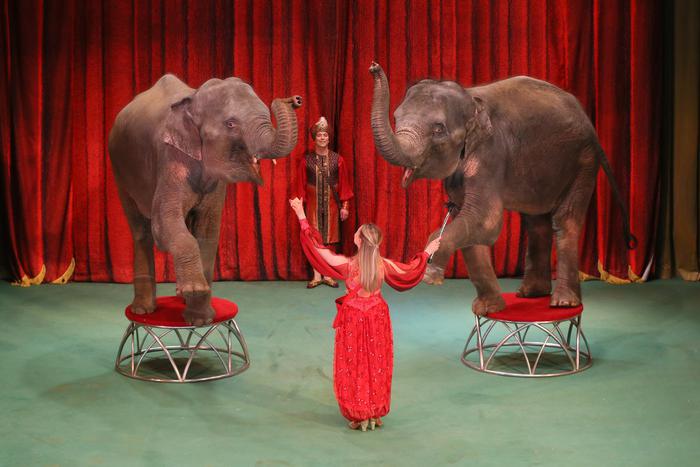 Как слонята из Мьянмы стали московскими артистками и завоевали успех на подмостках театра "Уголок дедушки Дурова"