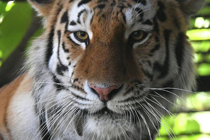 В Хабаровском крае ампутировали руку охотнику, которого ранил амурский тигр