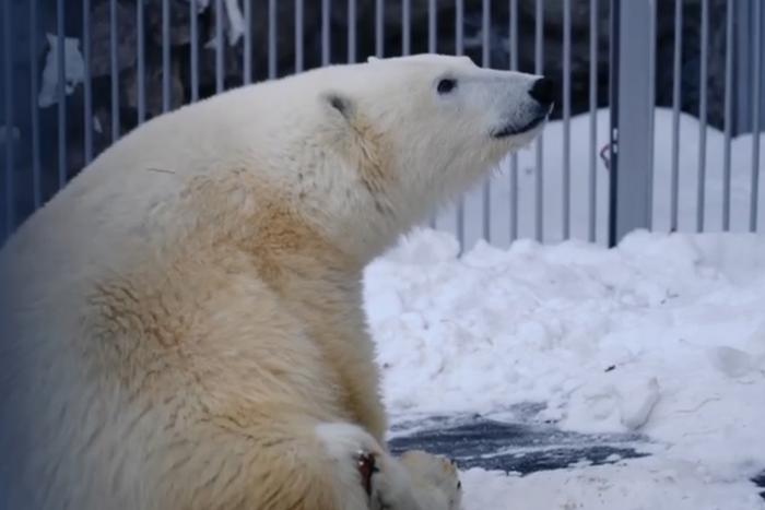 Общительный медведь Диксон любит привлекать к себе внимание людей. Сейчас он продолжает проходить реабилитацию – и у него появились новые успехи