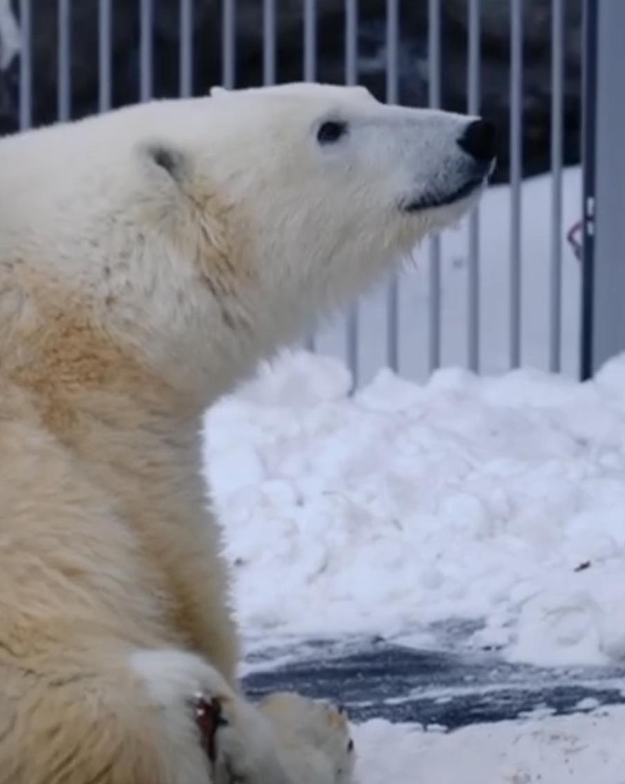 Общительный медведь Диксон любит привлекать к себе внимание людей. Сейчас он продолжает проходить реабилитацию – и у него появились новые успехи