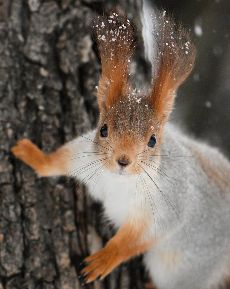 Начавшиеся в Подмосковье "свадьбы лесных зверей" попросили обходить стороной