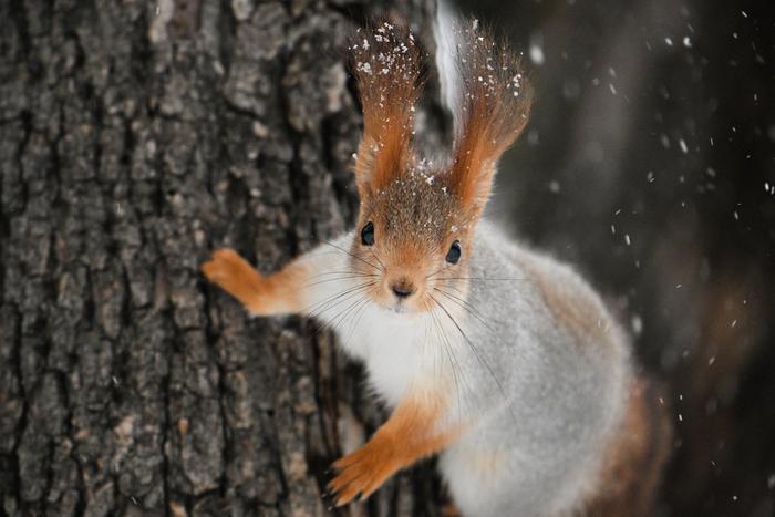 Начавшиеся в Подмосковье "свадьбы лесных зверей" попросили обходить стороной