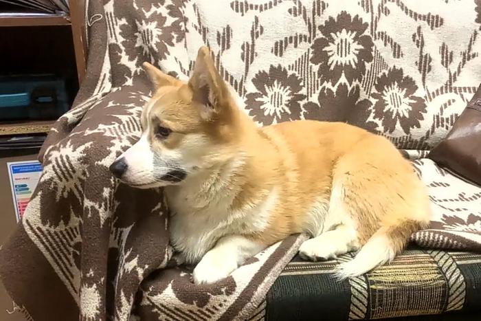 В Сергиевом Посаде полицейские задержали женщину за кражу двух породистых собак