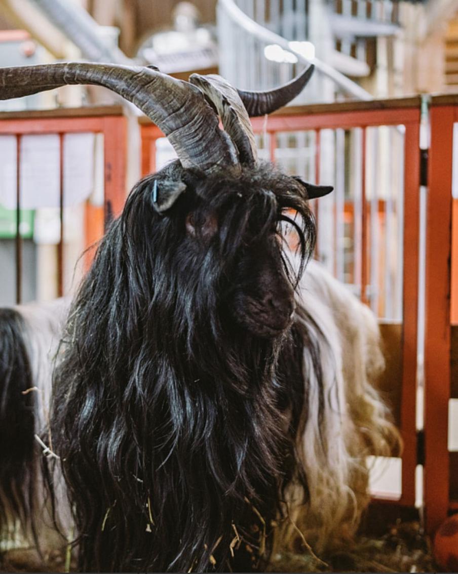 На  "Городской ферме" ВДНХ появились новые обитатели