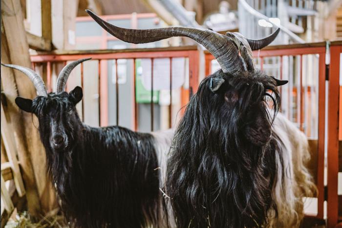 На  "Городской ферме" ВДНХ появились новые обитатели