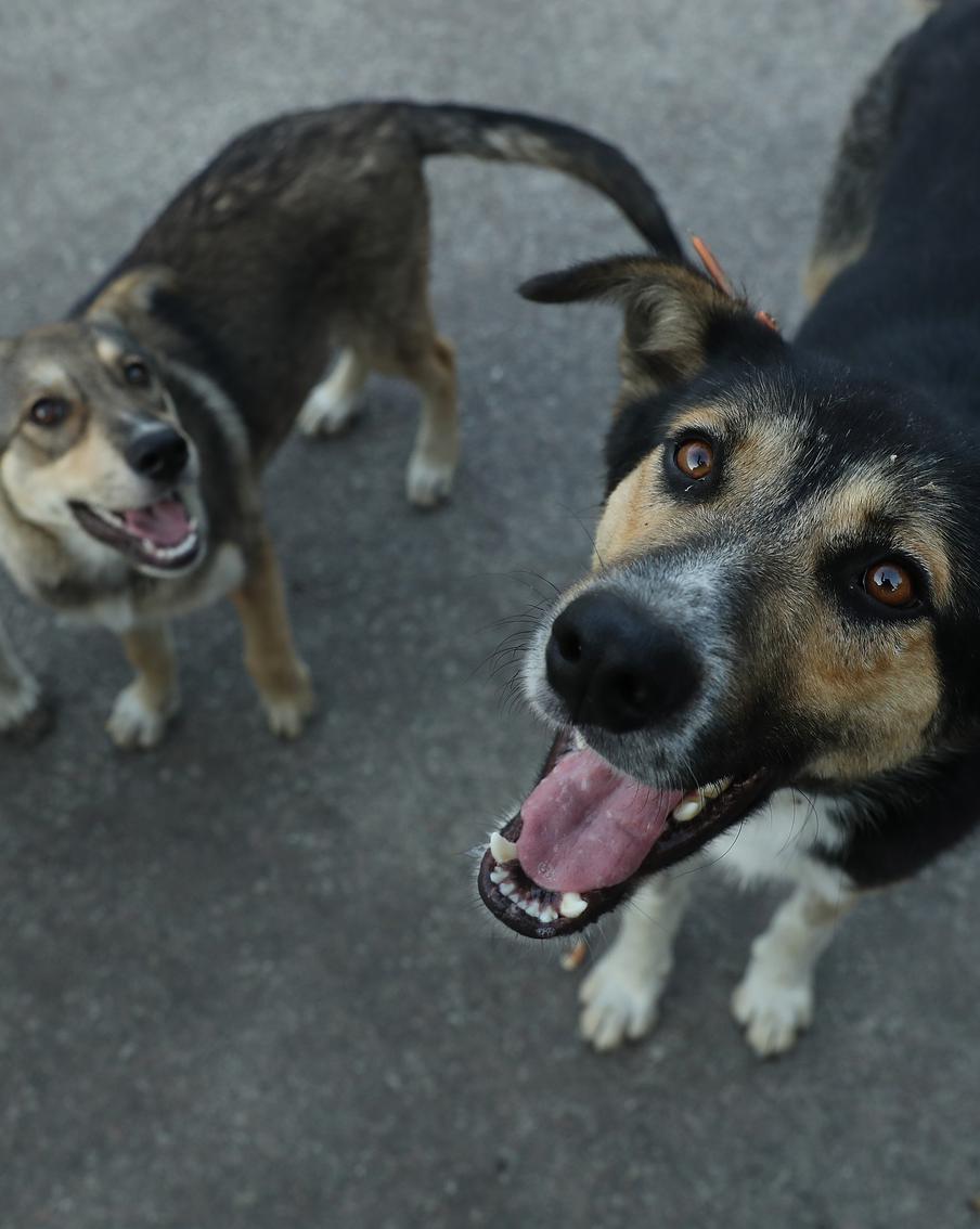 Собаки из зоны отчуждения в Чернобыле научат людей новым способам выживания