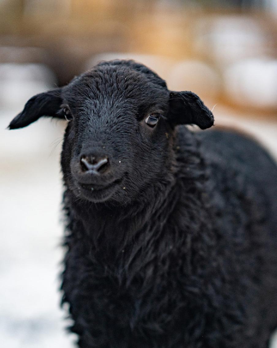 Москвичам предложили выбрать имя для овечки, появившейся на свет в Рождество