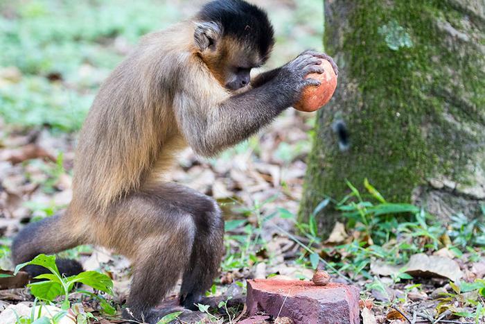 Обезьяны долгие годы водили учёных за нос. Первые орудия труда смастерили отнюдь не люди, а предки современных приматов