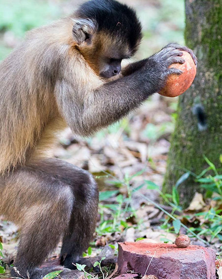 Обезьяны долгие годы водили учёных за нос. Первые орудия труда смастерили отнюдь не люди, а предки современных приматов