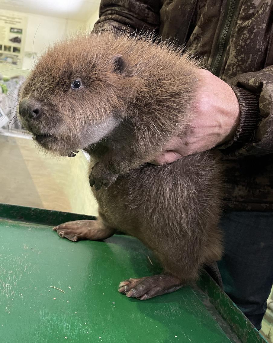 Бобр всегда добр: уникальному воронежскому заповеднику сегодня – 100 лет!