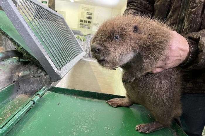 Бобр всегда добр: уникальному воронежскому заповеднику сегодня – 100 лет!