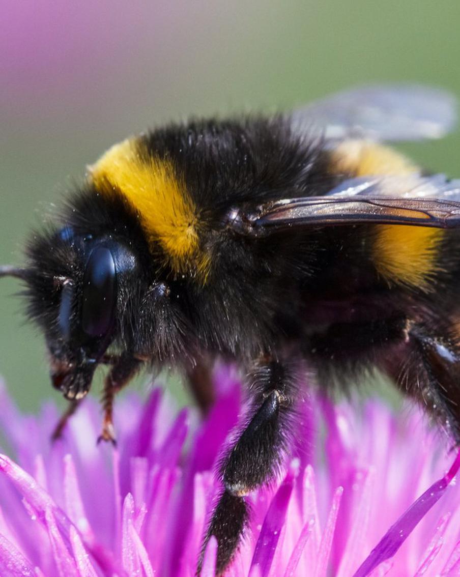 Биологи обнаружили зачатки “интеллекта” у шмелей: они умеют учиться и даже “списывать”