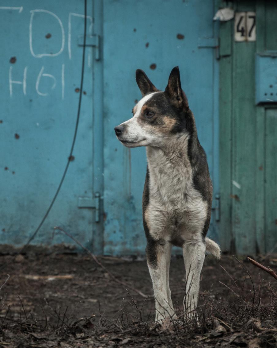 Зоозащитники из Волгограда помогут зоопаркам и приютам Донбасса